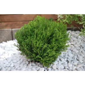 Tuja západná (Thuja occidentalis) ´TEDDY´ - výška 20-30 cm, kont. C3L